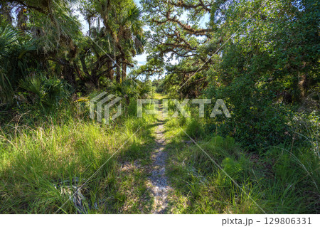 Trekking trail footpath in subtropical jungles wild vegetation with green palm trees in southern Florida, USA. Exploring dense rainforest 129806331