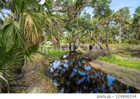 Wetlands wild tropical nature with dense green rainforest. Florida jungles Wetlands wild tropical nature with dense green rainforest. Florida jungles 129806334