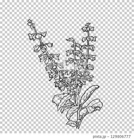 Thai basil Hand drawn sketch leaves of spice thai basi Thai basil Hand drawn sketch leaves of spice thai basi 129806777