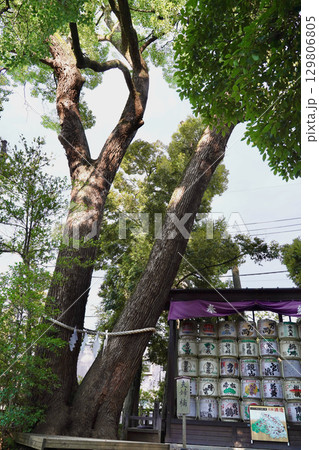 日本の埼玉県にある氷川神社 129806805
