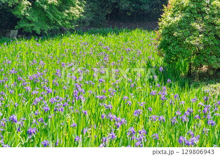 京都市北区上賀茂大田神社のカキツバタを撮影 129806943