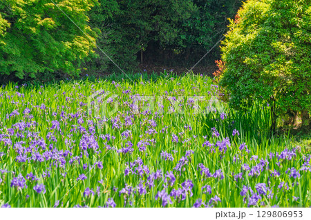 京都市北区上賀茂大田神社のカキツバタを撮影 129806953