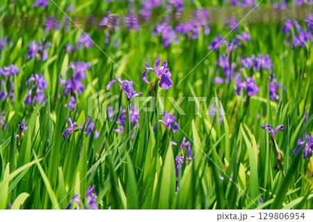 京都市北区上賀茂大田神社のカキツバタを撮影 129806954
