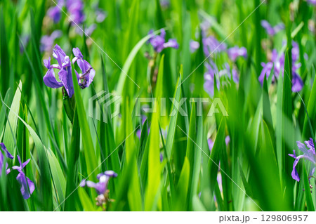 京都市北区上賀茂大田神社のカキツバタを撮影 129806957