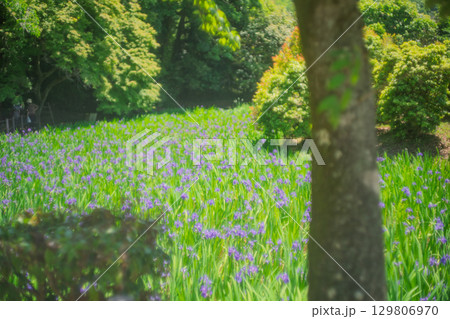 京都市北区上賀茂大田神社のカキツバタを撮影 京都市北区上賀茂大田神社のカキツバタを撮影 129806970