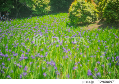 京都市北区上賀茂大田神社のカキツバタを撮影 129806971