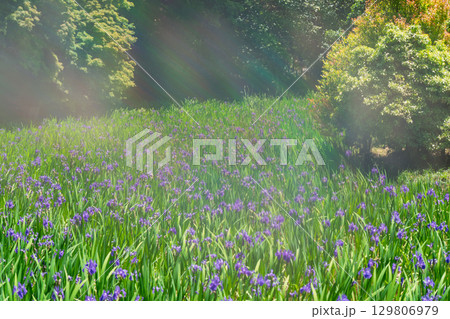 京都市北区上賀茂大田神社のカキツバタを撮影 129806979