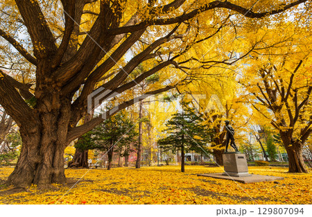秋の札幌　北海道庁赤れんが庁舎のイチョウ 129807094