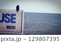 烏と夏の海 129807395
