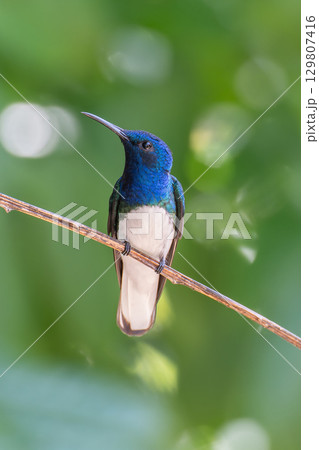 緑と青の羽の光緑と青の羽の光沢が美しく可愛らしいシロエリハチドリ沢が美しく可愛らしいシロエリハチドリ 緑と青の羽の光緑と青の羽の光沢が美しく可愛らしいシロエリハチドリ沢が美しく可愛らしいシロエリハチドリ 129807416