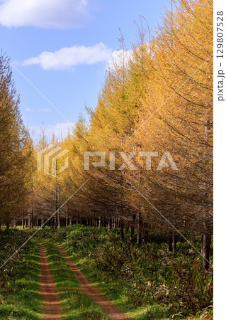 北海道新冠町、林道沿いのカラマツの紅葉【11月】 北海道新冠町、林道沿いのカラマツの紅葉【11月】 129807528