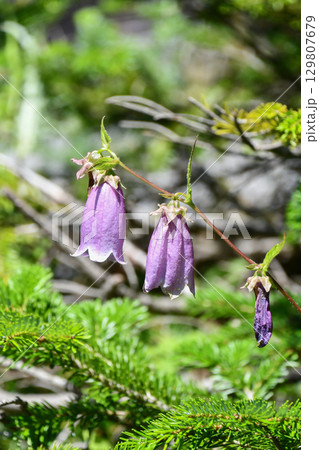 ホタルブクロ　Cornish Bellflower 129807679