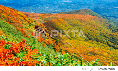 栗駒山の紅葉（神の絨毯） 129807960