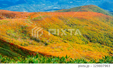栗駒山の紅葉(神の絨毯) 栗駒山の紅葉(神の絨毯) 129807963