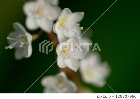 信濃川・やすらぎ堤の白花桜蓼(しろばなさくらたで) 信濃川・やすらぎ堤の白花桜蓼(しろばなさくらたで) 129807966