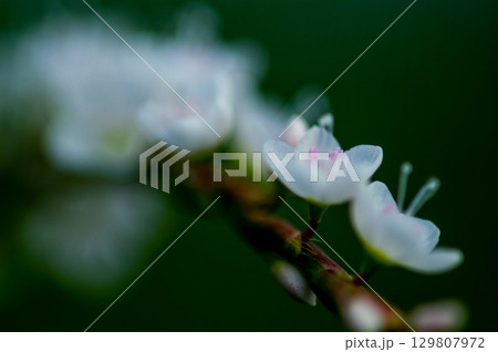 信濃川・やすらぎ堤の白花桜蓼(しろばなさくらたで) 129807972