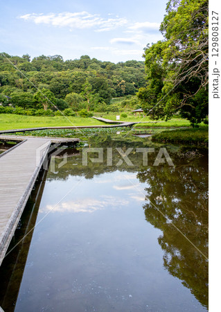 《厳島湿生公園》 池にかかる橋と風景 (神奈川県中井町) 《厳島湿生公園》 池にかかる橋と風景 (神奈川県中井町) 129808127