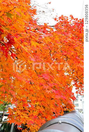 越後湯沢温泉街の紅葉 越後湯沢温泉街の紅葉 129808356