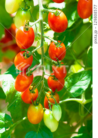 赤く色づくミニトマト家庭菜園 129808577