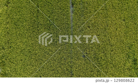 Aerial view of rice field in rural Thailand. Thailand has a strong tradition of rice production. It has the fifth largest amount of rice cultivation in the world. Aerial view of rice field in rural Thailand. Thailand has a strong tradition of rice production. It has the fifth largest amount of rice cultivation in the world. 129808622