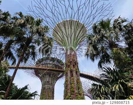 シンガポールの有名な植物園「ガーデンバイザベイ」 シンガポールの有名な植物園「ガーデンバイザベイ」 129808715