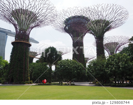 シンガポールの有名な植物園「ガーデンバイザベイ」 129808744