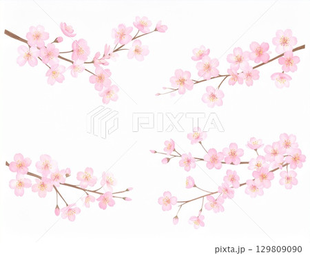 桜の花 桜の花 129809090