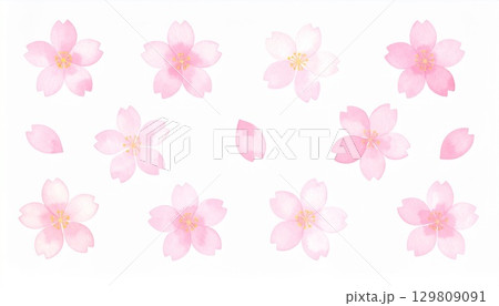 桜の花 129809091