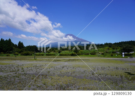 静岡県裾野市から望む夏の富士山 静岡県裾野市から望む夏の富士山 129809130
