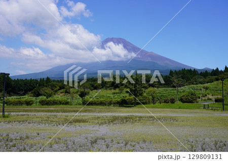 静岡県裾野市から望む夏の富士山 129809131
