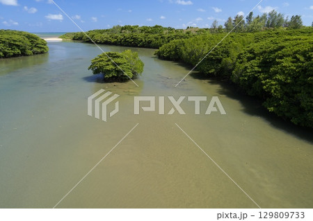【沖縄県石垣島】宮良川のマングローブ林 129809733