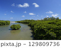 【沖縄県石垣島】宮良川のマングローブ林 129809736