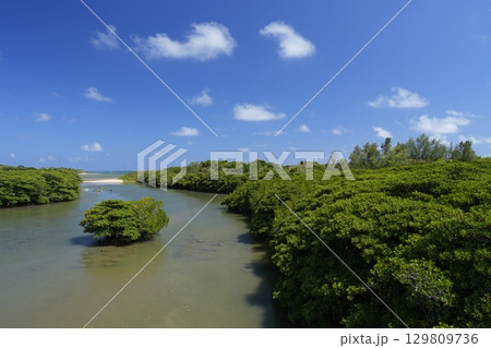 【沖縄県石垣島】宮良川のマングローブ林 【沖縄県石垣島】宮良川のマングローブ林 129809736