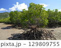 【沖縄県石垣島】名蔵湾のマングローブ林 129809755