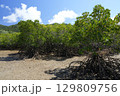 【沖縄県石垣島】名蔵湾のマングローブ林 129809756