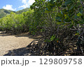 【沖縄県石垣島】名蔵湾のマングローブ林 129809758