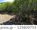 【沖縄県石垣島】名蔵湾のマングローブ林 129809759