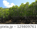 【沖縄県石垣島】名蔵湾のマングローブ林 129809761