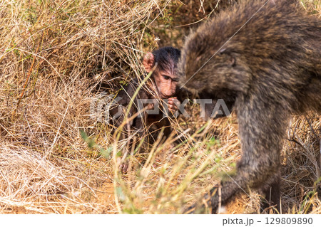 Baboons in Samburu national reserve Baboons in Samburu national reserve 129809890