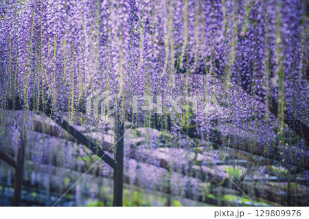 鎌掛の藤寺と呼ばれる滋賀県日野町正法寺で撮影した満開の美しい藤 129809976