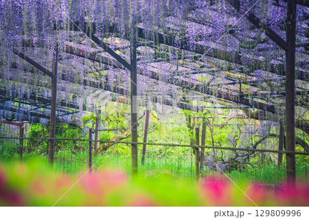 鎌掛の藤寺と呼ばれる滋賀県日野町正法寺で撮影した満開の美しい藤 129809996