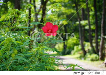 アメリカフヨウ 129810002