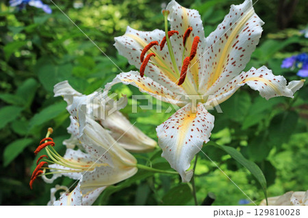 ヤマユリ、イメージ 129810028