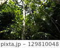 【沖縄県石垣島】米原のヤエヤマヤシ 129810048