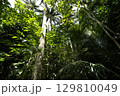 【沖縄県石垣島】米原のヤエヤマヤシ 129810049