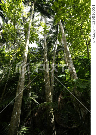 【沖縄県石垣島】米原のヤエヤマヤシ 129810051