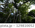 【沖縄県石垣島】米原のヤエヤマヤシ 129810052