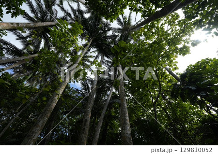 【沖縄県石垣島】米原のヤエヤマヤシ 【沖縄県石垣島】米原のヤエヤマヤシ 129810052