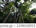 【沖縄県石垣島】米原のヤエヤマヤシ 129810053