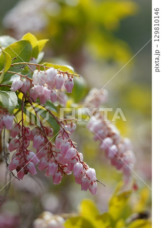ピンクのアセビの花が咲きました ピンクのアセビの花が咲きました 129810146